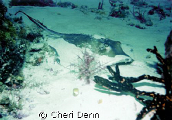 Have to love it when the sealife poses.  Taken in Cozumel... by Cheri Denn 